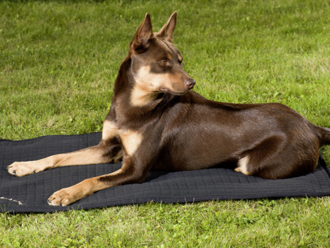 Hundematratze All-round – Bild 2
