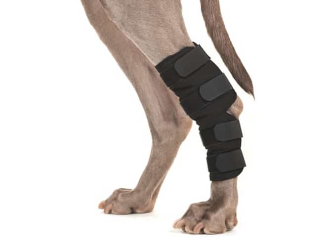 Dog Hock Brace