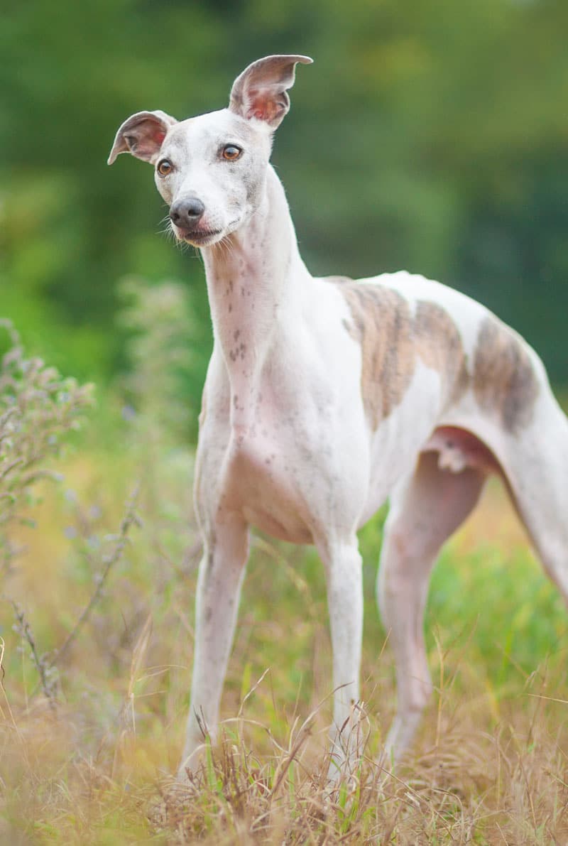 casper_portrait_full