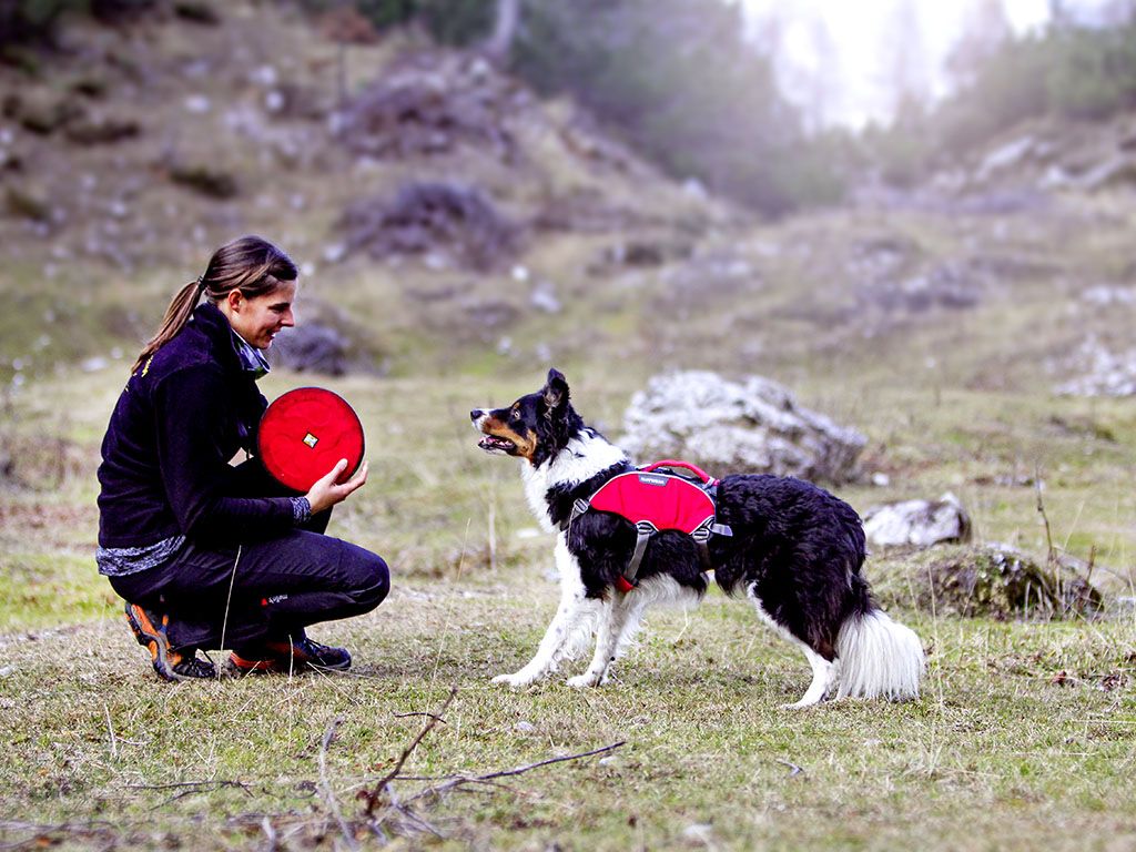 ruffwear web master pro harness