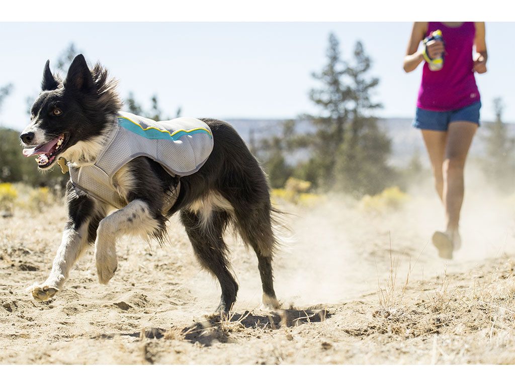 swamp cooler for dogs