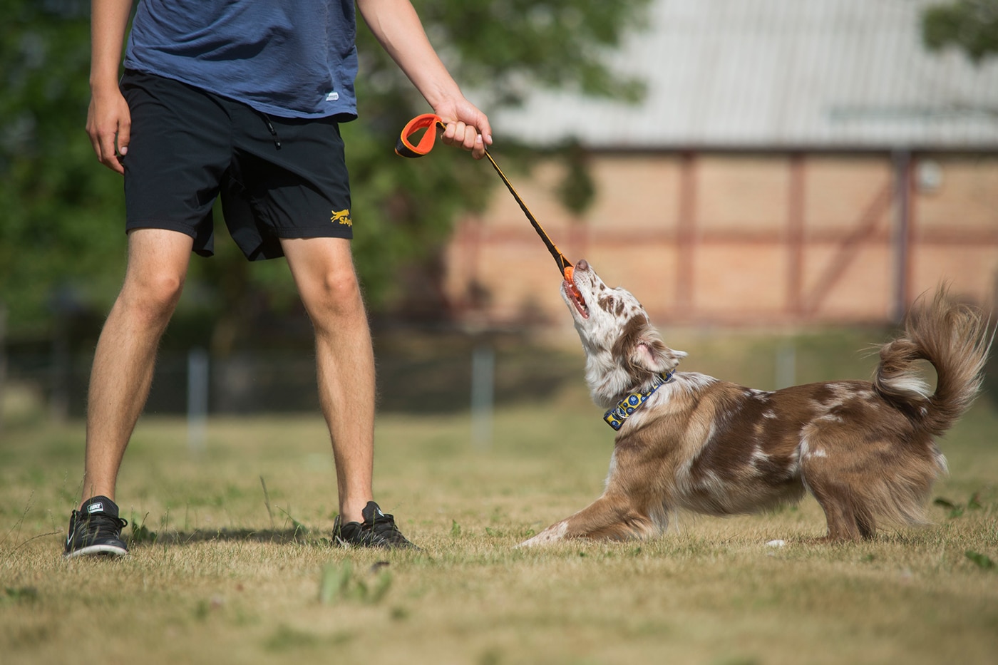 yesdog_03