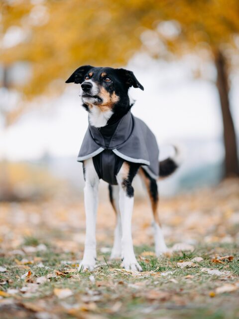 💧 𝐒𝐩𝐨𝐫𝐭𝐭𝐢𝐏𝐨𝐦𝐩𝐩𝐚 – 𝐟𝐨𝐫 𝐝𝐨𝐠𝐬 𝐰𝐡𝐨 𝐝𝐨𝐧’𝐭 𝐬𝐭𝐨𝐩 𝐣𝐮𝐬𝐭 𝐛𝐞𝐜𝐚𝐮𝐬𝐞 𝐢𝐭 𝐫𝐚𝐢𝐧𝐬! 🌧️🐾

This unique raincoat is like a waterproof 𝐉𝐮𝐦𝐩𝐩𝐚𝐏𝐨𝐦𝐩𝐩𝐚 – but without a single buckle. Instead, it features a smooth zip-up design that keeps your dog comfortable, streamlined, and ready to move freely. Perfect for sporty dogs who love to run, explore, and play — even when the weather says “stay inside.” 🌬️☔

🧥 𝐇𝐨𝐰 𝐢𝐭 𝐟𝐢𝐭𝐬:
If your dog already wears JumppaPomppa, chances are they’ll fit the same size in Sportti. The cut and shape are very similar, offering that familiar Pomppa comfort.
👉 However, if your dog is between sizes in Jumppa, Sportti might not be their best match — this coat is all about a snug, performance fit.

💦 𝐖𝐡𝐲 𝐲𝐨𝐮’𝐥𝐥 𝐥𝐨𝐯𝐞 𝐢t:
• 100% waterproof and windproof outer layer
• Soft fleece lining for warmth
• No dangling parts – perfect for active dogs
• Sleek look and easy movement

Because a bit of rain should never stop an adventure. 🌧️🐕
#SporttiPomppa #Pomppa #DogRaincoat #AdventureDog #Havohravo #PomppaLife #DogGear #OutdoorDogs #ActiveDogLife #RainyWalks #hundemantel @pomppadogwear