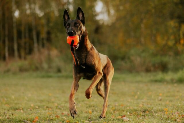Happy Thursday, friends! 🧡🐾
Today’s forecast: 100% chance of zoomies and a sprinkle of mischief.
Here’s a reminder that joy is simple:
a dog, a field, and a favourite toy.
Chase the good moments today! 💛🧡🐶
.
#havohravo #dogtoy #malinois #sporthund #happymalinois