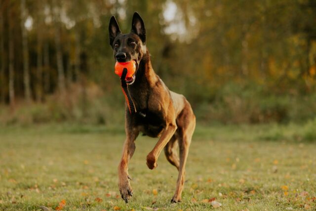 Happy Thursday, friends! 🧡🐾
Today’s forecast: 100% chance of zoomies and a sprinkle of mischief.
Here’s a reminder that joy is simple:
a dog, a field, and a favourite toy.
Chase the good moments today! 💛🧡🐶
.
#havohravo #dogtoy #malinois #sporthund #happymalinois