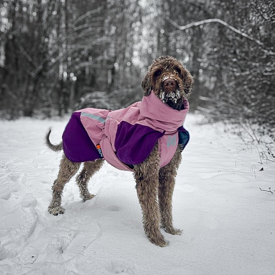 ❄️ Winterpause? Noch lange nicht.
Die Temperaturen sind aktuell noch immer eisig – und genau dafür lieben wir den 𝐆𝐥𝐚𝐜𝐢𝐞𝐫 𝐌𝐚𝐧𝐭𝐞𝐥.
Für sehr kälteempfindliche Hunde lässt er sich übrigens super mit einem 𝐉𝐮𝐦𝐩𝐩𝐚 darunter kombinieren 👉 extra warm, extra gemütlich. 🧣🐶

✨ 𝐆𝐨𝐨𝐝 𝐧𝐞𝐰𝐬: Wir haben noch ein paar Stück pro Farbe lagernd – schau im Shop vorbei, bevor sie weg sind!

Und was sagt Lena über Timmy? 👇🏻 @_justmeandmydog_ 
💬 “Timmy liebt den Glacier Mantel übrigens und wir haben ihn aktuell in dauernutzung, manchmal sogar mit jumppa darunter – das funktioniert auch sehr gut 😅 danke für die tolle beratung wie immer)❤️“ 

Mehr müssen wir eigentlich nicht sagen. 🧡🐾