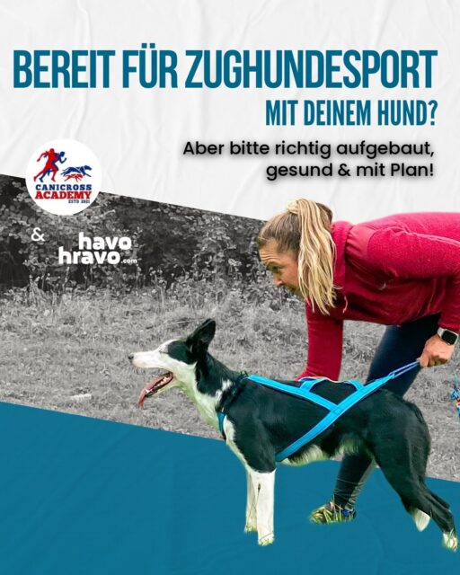 Bereit für den Einstieg in den Zughundesport? 🐾🔥

Du möchtest mit deinem Hund ins Canicross- oder Zugsporttraining starten, weißt aber nicht, worauf es wirklich ankommt?
Dann ist dieses Anfänger-Seminar genau für dich gemacht!

👉 Du lernst die Basics für einen gesunden Trainingsaufbau
👉 Wir zeigen dir verschiedene Varianten des Zughundesports
👉 Equipment, Technik & erste Trainingsschritte verständlich erklärt
👉 Perfekt für Einsteiger mit motivierten Hunden

📅 11. April 2026
📍 Bad Fischau, AT
@canicross_academy 

Mach den ersten Schritt – dein Hund wird es lieben 💙

👉 Link zum Anmelden findest du in Story oder schreib INFO in die Kommentare und wir schicken es dir zu💪🏼