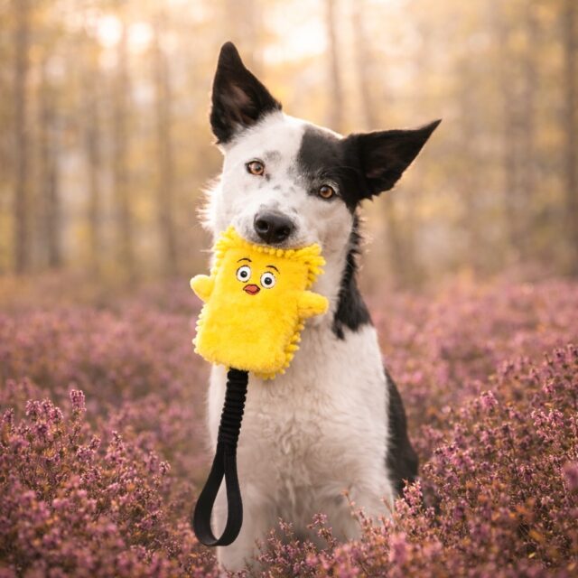 🌸🐣 Schlechte Laune? Nicht mit diesen Spielzeugen. 🐰💛

Ob freches Küken, lustiger Osterhase, flauschige Hausschuhe für Hundegäste 🐾 oder Wespe & Rochen mit Frühlingsvibes –
eins haben sie alle gemeinsam:
👉 Quietschen = instant gute Laune

Perfekt für graue Tage, die ein bisschen mehr Spiel, Spaß & Energie brauchen ☁️➡️☀️

⚡ weich, lustig & ready für Action
⚡ ideal für Zerren, Tragen & Kuscheln
⚡ garantiert nicht nur deinem Hund ein Grinsen ins Gesicht

Welche Variante ist euer Favorit? 👇

👉 Jetzt entdecken – Link in Stories

havohravo | hundespielzeug | osternmithund | dogsofinstagram | dogtoys | spielzeit | frühlingsgefühle 
| agilitydog | hundeleben | happydog