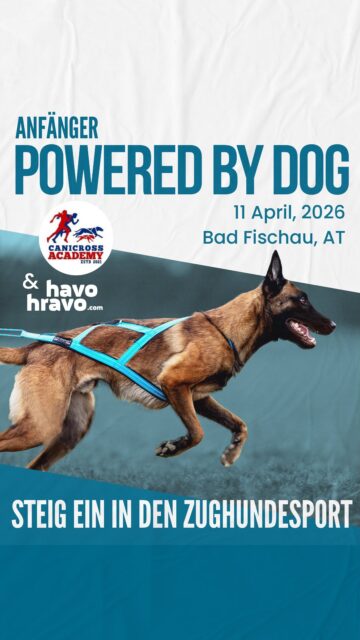 🐕‍🔥 𝐃𝐞𝐫 𝐒𝐭𝐚𝐫𝐭 𝐢𝐧 𝐞𝐢𝐧 𝐧𝐞𝐮𝐞𝐬 𝐀𝐛𝐞𝐧𝐭𝐞𝐮𝐞𝐫…

Unser Einsteigerworkshop ins Zughundesport mit Barbara von @canicross_academy 💥
…und was sollen wir sagen? 👉 so viele motivierte, coole Teams, richtig gute Energie und ganz viel Drive!

Vom ersten Anziehen des Equipments bis zu den ersten gemeinsamen Zügen – ihr habt alle mega abgeliefert 🙌

Jetzt heißt’s: dranbleiben, üben, Spaß haben und als Team weiter zusammenwachsen 🐕❤️🏃‍♀️

Wir freuen uns schon jetzt auf eure Fortschritte!

👉 Warst du dabei? Markiere uns in euren Trainingsmomenten!
👉 Du willst auch starten? Stay tuned für kommende Workshops und check den account von @canicross_academy für mehr Training Tipps und Online Wissen💪🏼

zughundesport | canicross | havohravo | dogsport | teamwork | workingdog | outdoorwithdogs | canicrossaustria | trainyourdog | dogtraining | activewithdogs | hundesport | sporthund