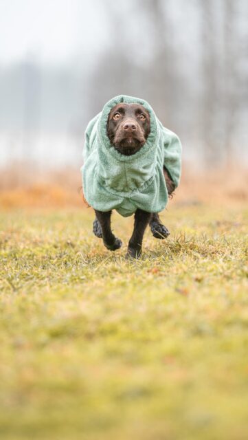💦 Ein Bademantel, der wirklich funktioniert.

Wir haben einiges ausprobiert… aber seit der 𝐁𝐚𝐭𝐡𝐏𝐨𝐦𝐩𝐩𝐚 gibt’s kein Zurück mehr.
Ich bin bei meinen Hunden komplett umgestiegen – und würde sie zu 100% empfehlen.

𝐖𝐚𝐫𝐮𝐦?
Weil es einfach macht, was es soll: schnell trocknen, sauber halten, easy anziehen – ohne Drama.

👉 In den verlinkten Reels zeigen wir dir:
• direkten Vergleich
• Anwendung in der Praxis

➡️ Klick dich durch die einzelnen Reels und sieh selbst, warum wir sie so feiern.

💬 Hast du sie schon getestet?

#havohravo #pomppa #bathpomppa #hundebademantel