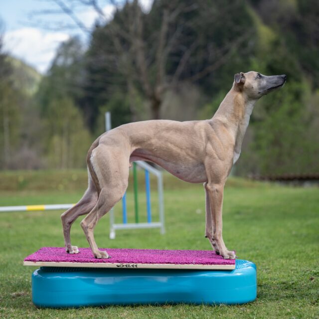 Warum sind Fitboards aktuell mein absolutes Lieblingstool im Hundefitness? 🐾✨ 
Weil sie unglaublich vielseitig sind! Ob kombiniert mit stabilen Plattformen oder instabilen Balancekissen – die Variationsmöglichkeiten für Übungen sind fast endlos und lassen sich perfekt an jedes Trainingsziel anpassen. 

Die grobe Tartanoberfläche liefert zusätzlich starken sensorischen Input für die Pfoten 👣 Dadurch arbeiten viele Hunde bewusster, kontrollierter und oft auch präziser in ihrer Bewegung. 

Besonders gerne nutze ich Fitboards für Hunde, die kontinuierlich an Stabilität und Kraft in den Karpal- und Metakarpalgelenken arbeiten sollen 💪 

✨ Übungsbeispiele: 
▪️ Fitboard 30x40 cm mit grober Tartanoberfläche auf erhöhter Plattform: 
🐕Die Vorderpfoten stehen auf dem Fitboard, die Hinterpfoten auf einem zweiten Target, einer Plattform oder einem Balancekissen. Der Hund steigt abwechselnd mit jeweils einer VorderPfote kontrolliert von der Plattform herunter und wieder zurück. 

▪️ Fitboard 40x80 cm mit Standardoberfläche auf großem K9Fitbone: 
🐕Der Hund steht komplett auf dem Fitboard, während durch leichten Druck durch unsere Hände vorne oder hinten kleine Gewichtsverlagerungen entstehen, die der Hund aktiv ausgleichen muss. 

Bei den Fitboards von @vapaa_agility hast du die Möglichkeit die Tartanoberfläche in Standard oder Grob zu wählen! Beide sind jetzt auch bei uns im Shop erhältlich. 

Arbeitet ihr schon mit Fitboards oder habt ihr euch noch nicht getraut? 👀 
Speicher dir den Beitrag für spätere Trainingsideen und schick ihn an jemanden, der Hundefitness liebt 🐕

havohravo | hundesport | hundefitness | sporthund | dogfitness | vapaa