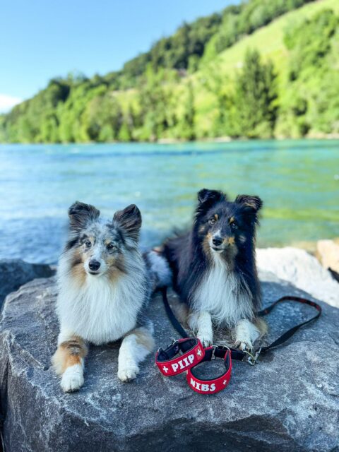🇨🇭❤️ Team Schweiz ist bereit für die großen Bühnen!

🐾 Piip wird die Schweiz bei der Agility-Weltmeisterschaft vertreten.
🐾 Nibs startet bei den European Open.

Wir sind unglaublich stolz, dass unsere Halsbänder die beiden auf ihrem Weg begleiten dürfen. 💪

Jetzt heißt es Daumen drücken, mitfiebern und jeden Lauf genießen. Wir wünschen euch schnelle Pfoten, starke Nerven, tolle Momente und vor allem ganz viel Spaß auf den größten Agility-Bühnen Europas und der Welt! 🍀✨

Hopp Schwiiz! 🇨🇭
Wir drücken Piip, Nibs und dem gesamten Schweizer Team ganz fest die Daumen! ❤️🤍

havohravo | hundeagility | personalisierte Halsbänder | dogagility | agilitysheltie