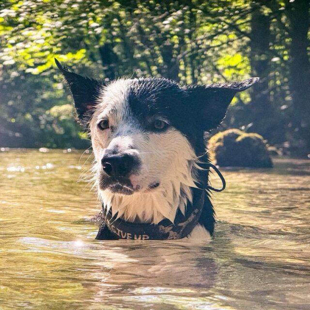 Aktuell zu den jetzigen Temperaturen und nachdem es immer wieder geraten wird den Hund bei Hitzeschlag auf keinem Fall mit kaltem Wasser zu kühlen, weil er Shock kriegen kann, muss ich jetzt was loswerden👇
⚠️Aktualisiere bitte dein Wissen, informiere dich über neueste Erkenntnisse und sei bereit für Notfall!
Hier ein Paar veralteten „Fakten“ zum Thema Hitzeschlag bei Hund:
❌den überhitzten Hund nie mit eiskaltem Wasser kühlen, sondern mit lauwarmen Wasser, weil Kreislaufkolapsgefahr/Shock
❌Durchnässtes Fell bildet Hitzebarriere
👇Neuste Studien empfehlen👇
✅Zuerst kühlen, dann zum TA transportieren (runterkühlen auf 39,5 Grad Celzius - rektal messen falls Thermometer vorhanden. Sollte spätenstens ab jetzt in deiner Erste Hilfe Apotheke dabei sein)
✅Kühlen mit effektivsten Methoden: Eintauchen ins Wasser oder Einweichen in Kombination mit Luftbewegung (auf dem Hund z.B Wasser aus der Flasche giesen und mit Handtuch wacheln oder Ventilator auf den Hund richten für mehr Luftzirkulation)
✅Kühle den Hund schnell mit dem Wasser, das du zur Verfügung hast (egal ob eiskalt oder lauwarm), vorausgesetzt, das Wasser ist kühler als der Hund.
👇Mehr Infos findest du hier👇
https://www.rvc.ac.uk/vetcompass/news/the-rvc-urges-owners-of-hot-dogs-to-cool-first-transport-second?fbclid=IwY2xjawMNOIxleHRuA2FlbQIxMABicmlkETBlb0NwV3N5SEs2UUE3WFZZAR7EkW0SV1jhFlsrKiSa5MyACrt9xV2hSr82K2ExbsYswkv6KWlBzjs_D_WADg_aem_4655JMjC9c-K8pNAEQxs5w
.
Sommer mit Hund | Hund kühlen | Hitzeschlag bei Hund