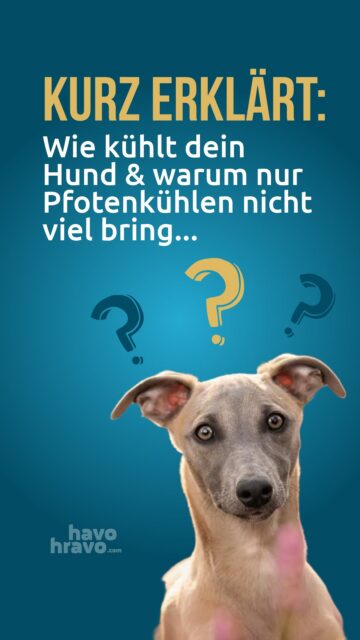 ☝🏻Die Inhalte dieses Reels basieren auf Erkenntnissen und Erfahrungen verschiedener Expert:innen, Tierärzt:innen, Wissenschaftler:innen und erfahrener Hundeführer:innen, die sich mit Hitzestress und Hitzeschäden beim Hund auseinandersetzen. Bei Interesse ist die Gruppe Canine Heat Injury Prevention & Field Treatment eine ausgezeichnete Quelle an weitere Informationen📖
.
Hitzeschlag bei Hund | Sporthund | Thermoregulation bei Hund