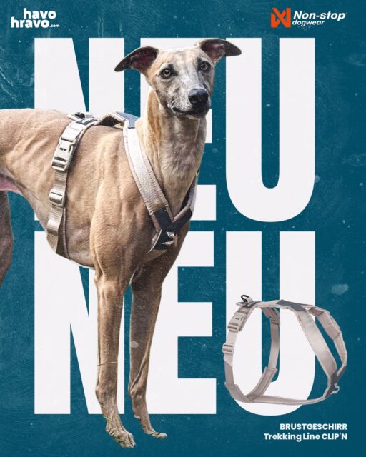 🐶 Geschirr anziehen ohne Drama? YES, PLEASE! 🙌

Nicht jeder Hund findet es toll, wenn ihm ein Geschirr über den Kopf gezogen wird. Und genau dafür gibt es das Trekking Line CLIP’N™ Brustgeschirr! 💚

Dank der zusätzlichen Schnalle am Hals lässt sich das Geschirr ganz entspannt an- und ausziehen – ohne es über den Kopf ziehen zu müssen. 🙌

Perfekt für sensible Hunde, oder für Hunde wie Staff und Bull-Rassen, wo die Breite des Kopfs oft ein Hinderniss für richtige Größe und dadurch Passform am Hals ist.

Ist die Passform gleich wie bei Geschirr Line 5.0?👇

✔️ Ja! normalerweise passt die gleiche Grösse wie bei Line 5.0

🥾 Ob Alltag, Wanderung oder sportliche Abenteuer – das Trekking Line CLIP’N™ ist bereit!

🛒 Jetzt bei havohravo.com erhältlich!

💬 Wie ist das bei deinem Hund? Lässt er sich das Geschirr problemlos über den Kopf ziehen oder gehört er eher zum Team „Bitte nicht über meinen Kopf!“? 😂

havohravo | shopfordogathletes | Hundegeschirr | TrekkingLine ClipN | NonStopDogwear | WandernMitHund | Hundeausrüstung