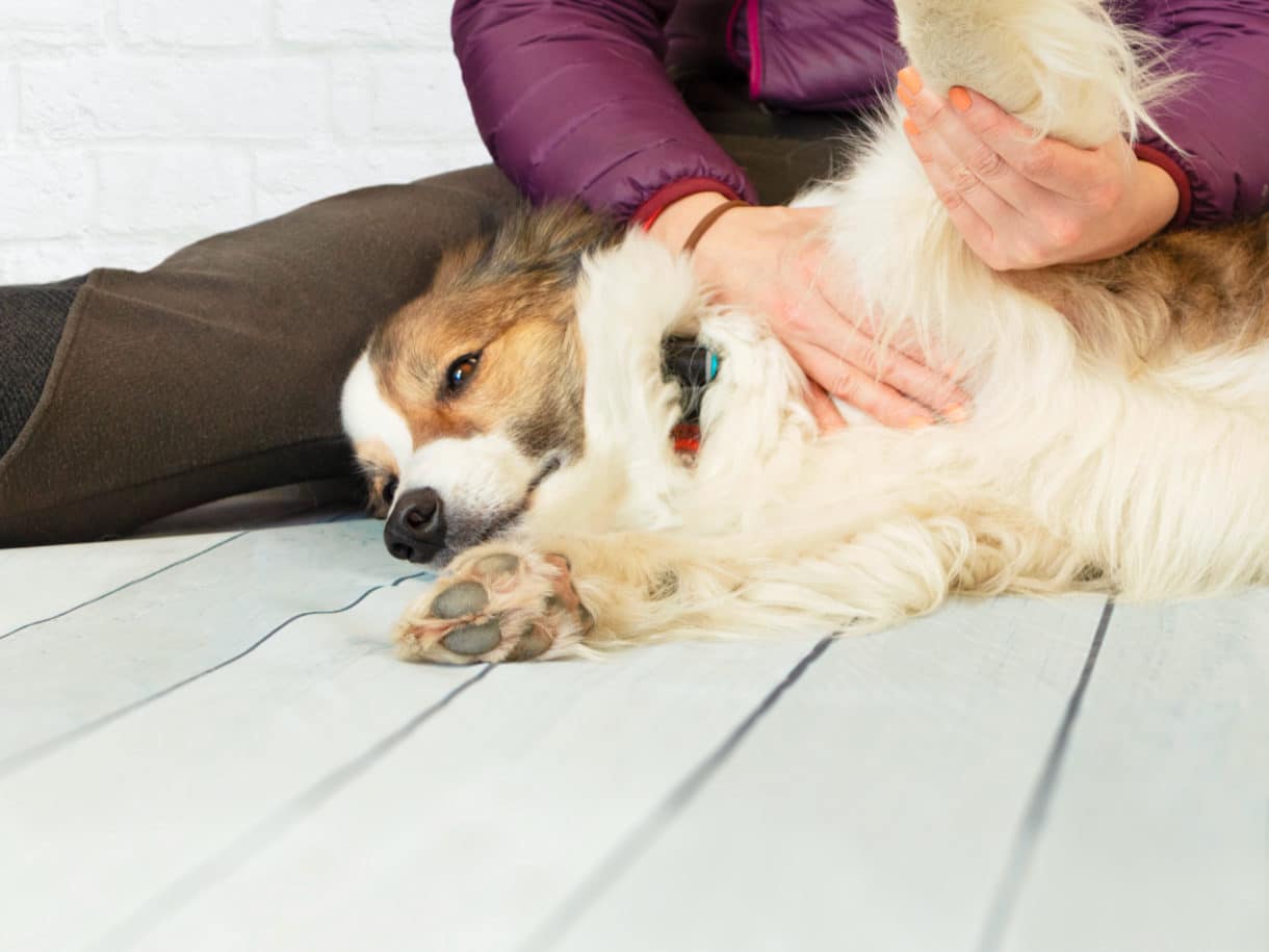 Effective CoolDown Routine for Your Dog Athlete