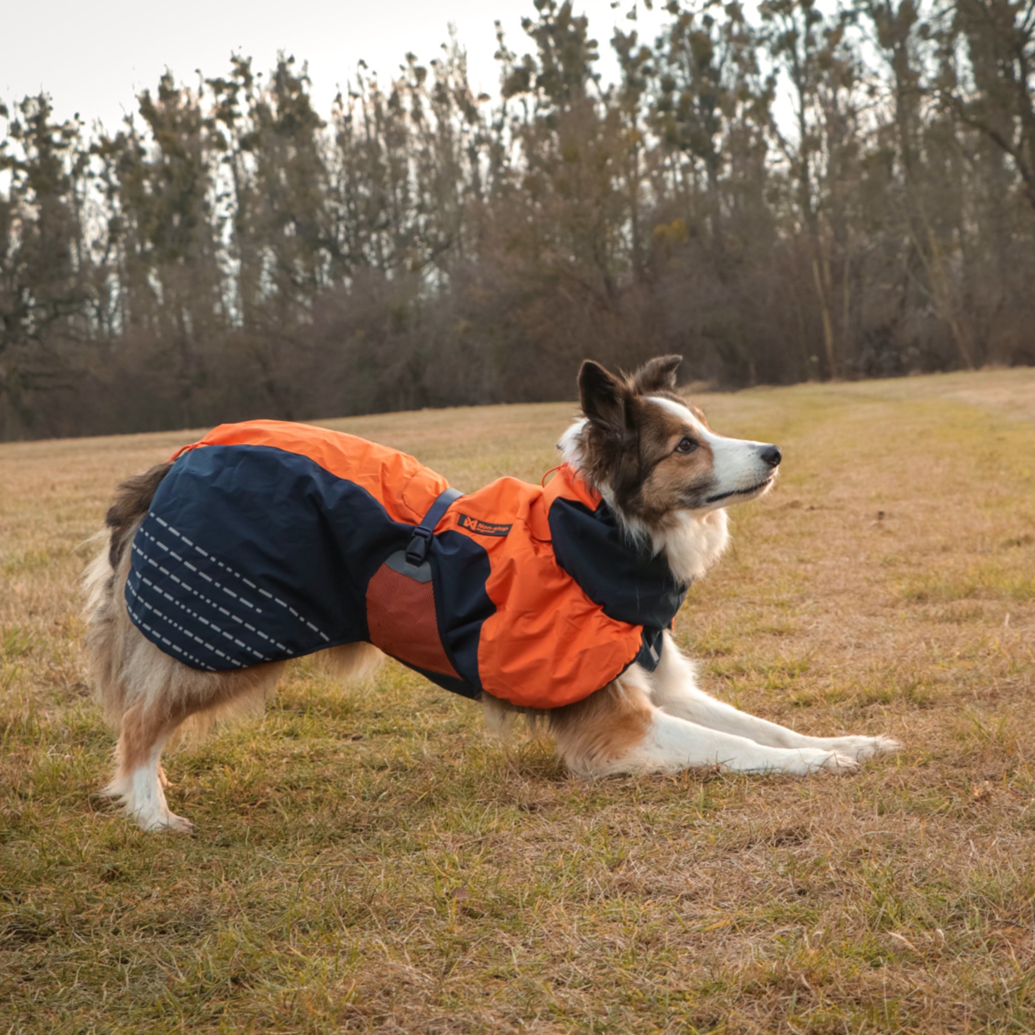 Dog Coats from NonStop Dogwear Shopping Guide
