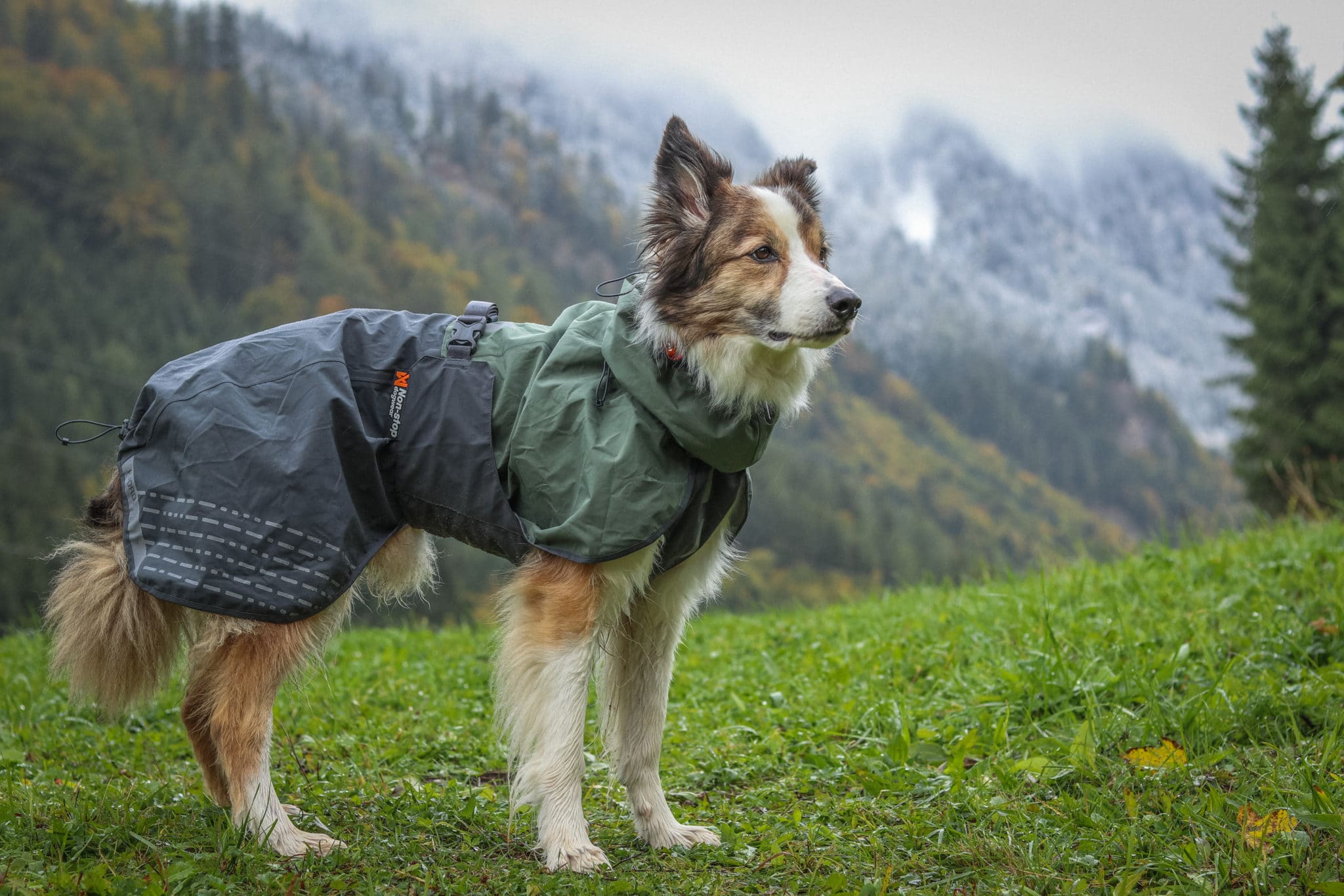 Toppa Pomppa Insulated Winter Dog Coats - Clean Run