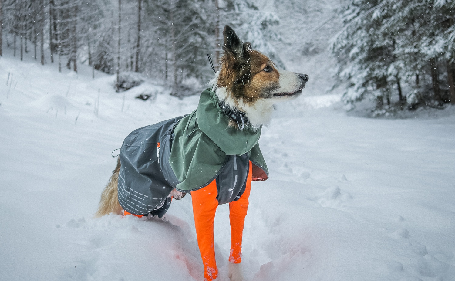 Amarillento leninismo Sollozos Dog Coats from Non-Stop Dogwear - Shopping Guide | havohravo.com