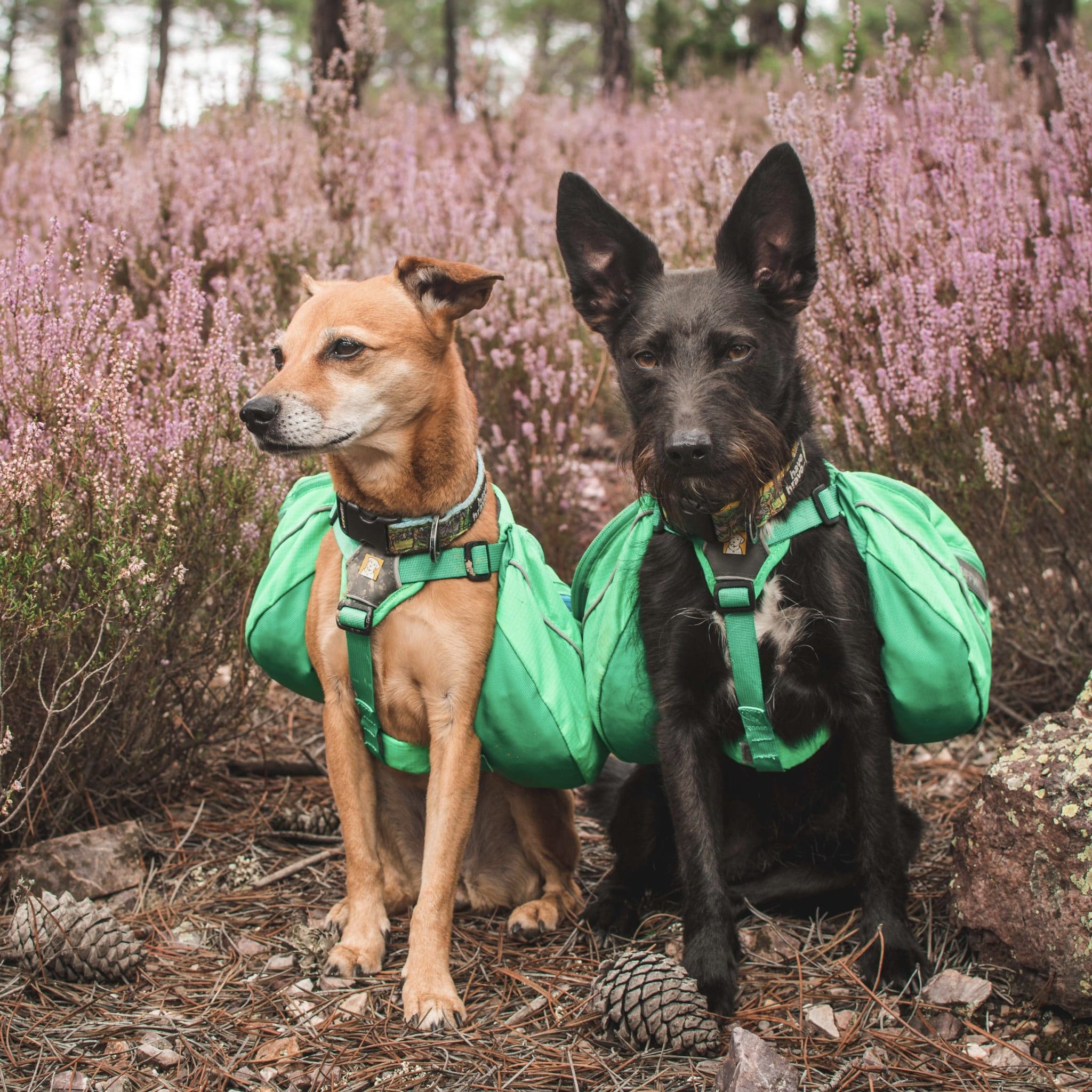  Widlerdog Dog Backpack with Built in Harness and Back