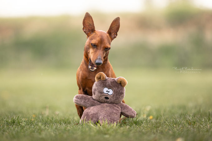 Teddy Bear