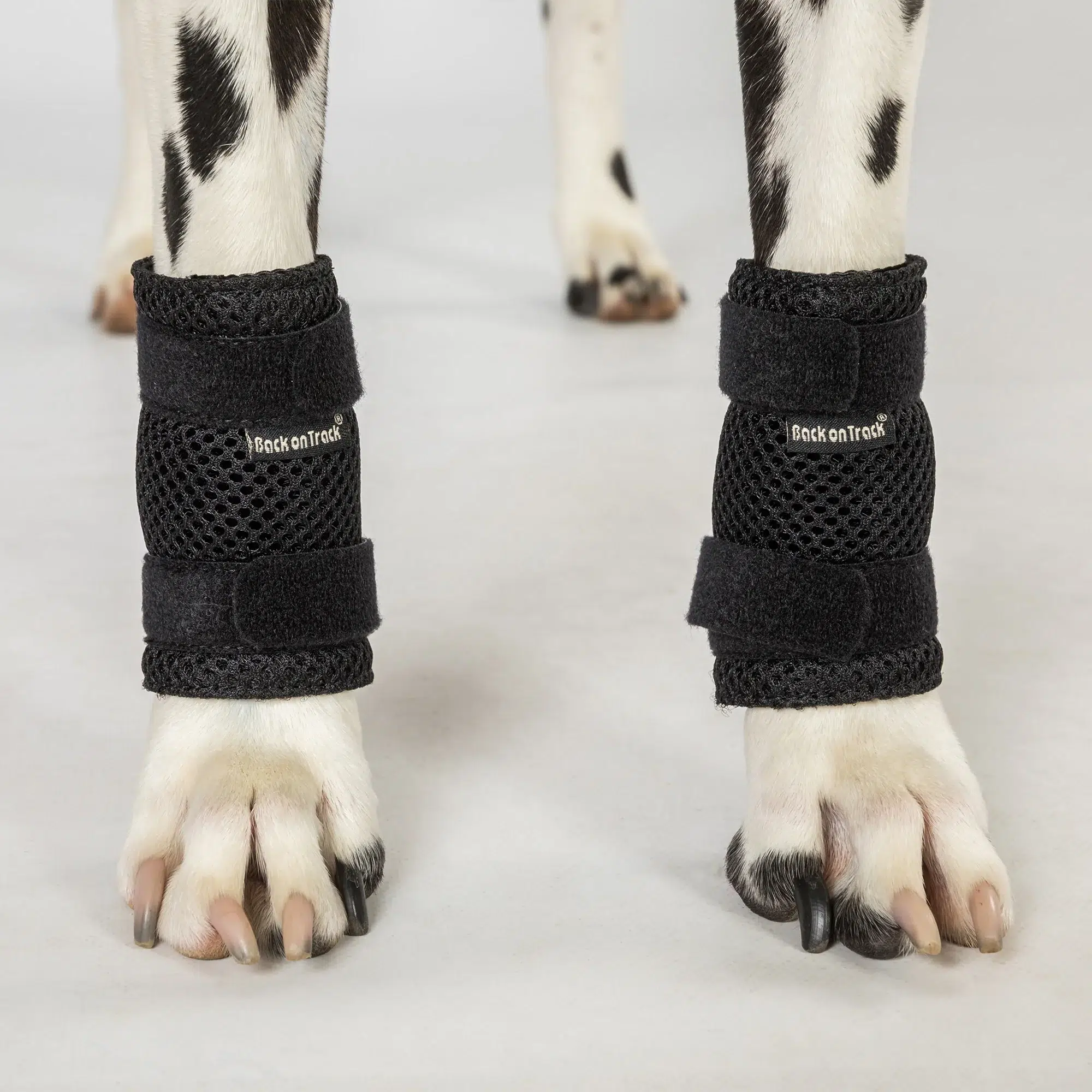 Dog Leg Brace Milo